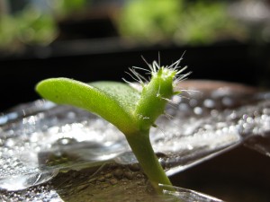 Single seed leaf opuntia